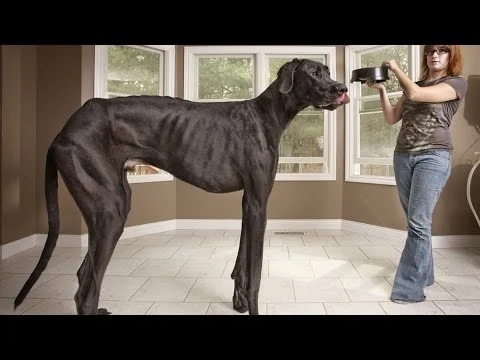 de Duitse hond Zeus uit Michigan was de grootste hond ter wereld