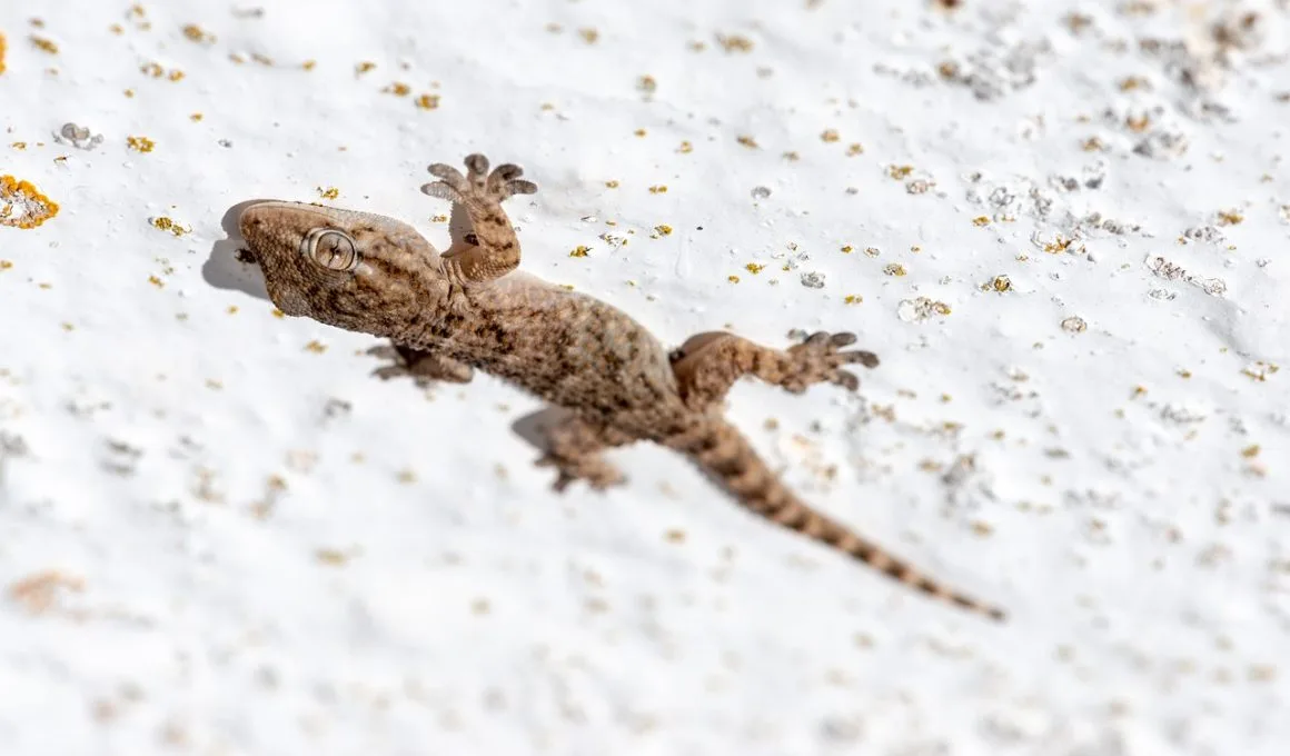 Een gekko als huisdier