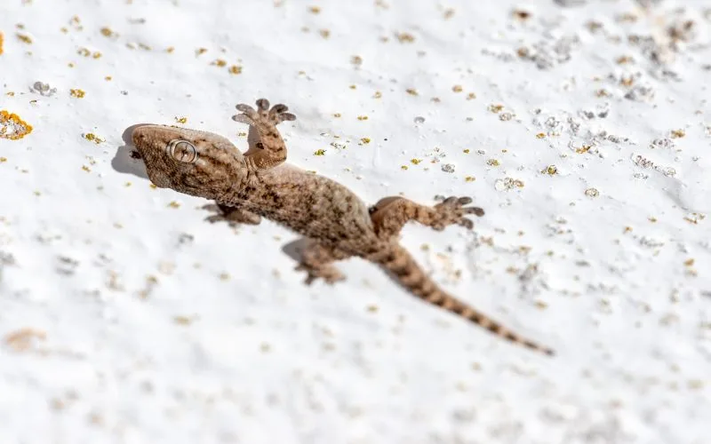 Een gekko als huisdier