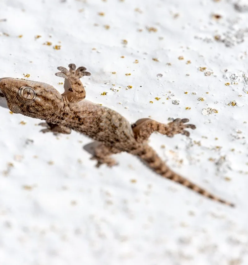 Een gekko als huisdier