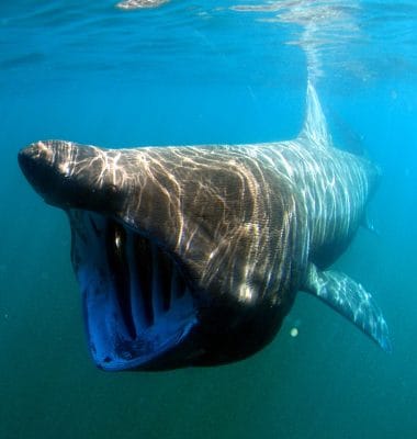 Wat is de grootste haai ter wereld