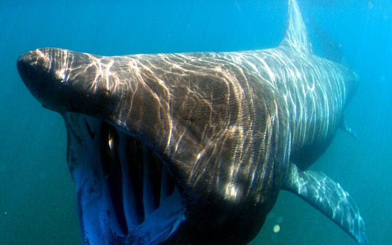 Wat is de grootste haai ter wereld